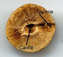 Coupe d'une noix de galle