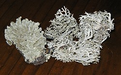 Lichen