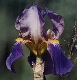 Iris, un pigment bleu ou  vert
